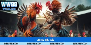 AOG: Cơ Hội Chiêm Ngưỡng Những Màn Đối Đầu Đẳng Cấp Tại WW88