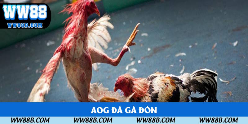 Sảnh cung cấp kê chọi đòn truyền thống