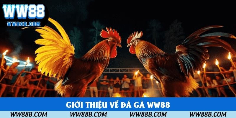 Giới thiệu về đá gà WW88
